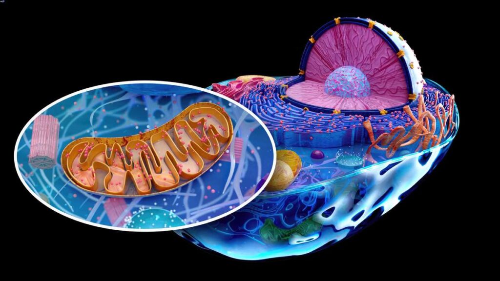 Lepsza praca mitochondriów